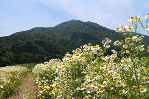 冠橋からの景色(秋)