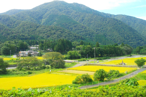 別の写真を挿入